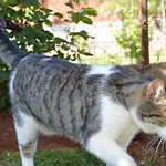 Leni