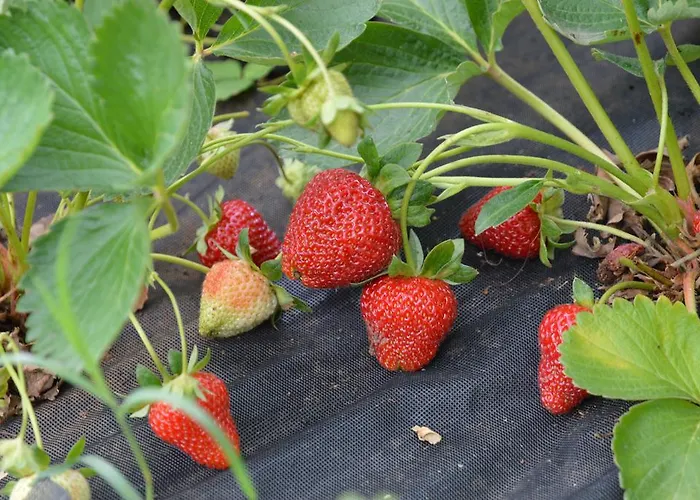 Leni Casa vacanze Fažana